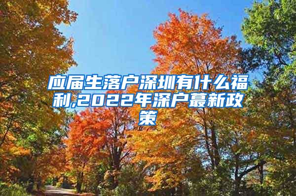 應(yīng)屆生落戶深圳有什么福利,2022年深戶蕞新政策