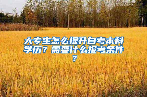 大專生怎么提升自考本科學(xué)歷？需要什么報考條件？